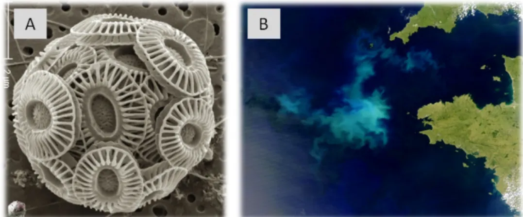 Figure 12 | Bloom de coccolithophores visible depuis l’espace. Emiliania huxleyi en microscopie électronique à  balayage (A) ; efflorescence d’Emiliania au cours de l’été 2014 au large des côtes Bretonnes photographiée par le  satellite MODIS (B ; NASA) 