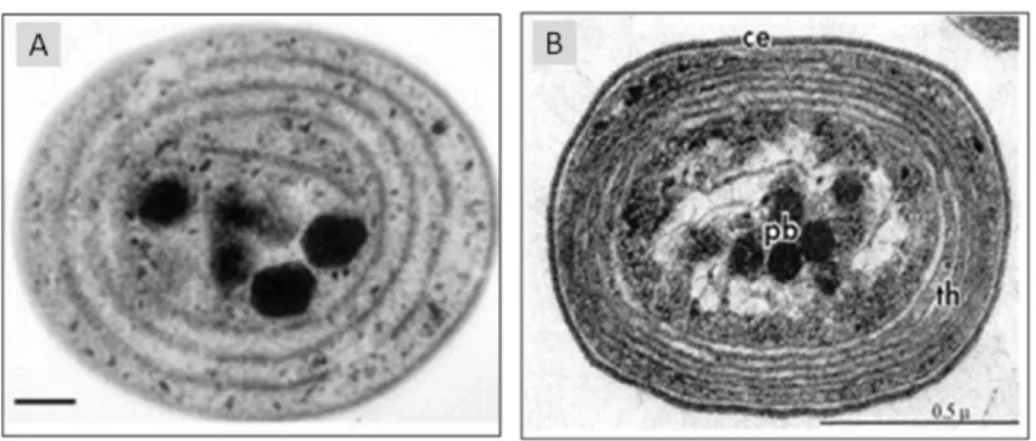 Figure 17 | Photographie en microscopie électronique de Synechococcus (A ; Beveridge) et Prochlorococcus (B ;  Johnson &amp; Sieburth 1979)