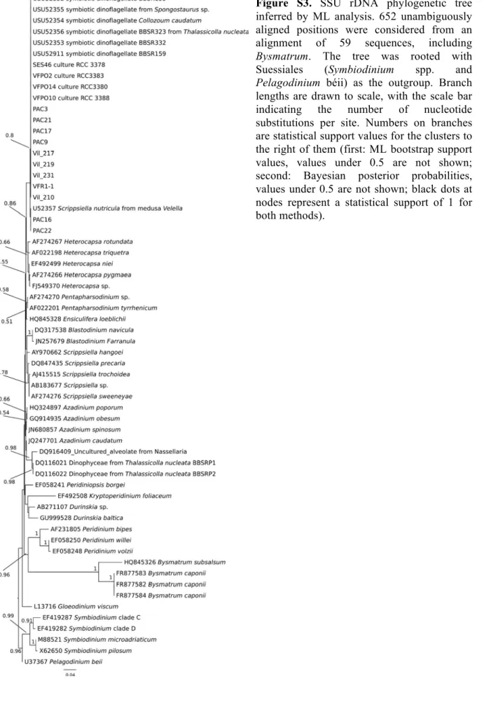Figure  S3.  SSU  rDNA  phylogenetic  tree  inferred  by  ML  analysis.  652  unambiguously  aligned  positions  were  considered  from  an  alignment  of  59  sequences,  including  Bysmatrum