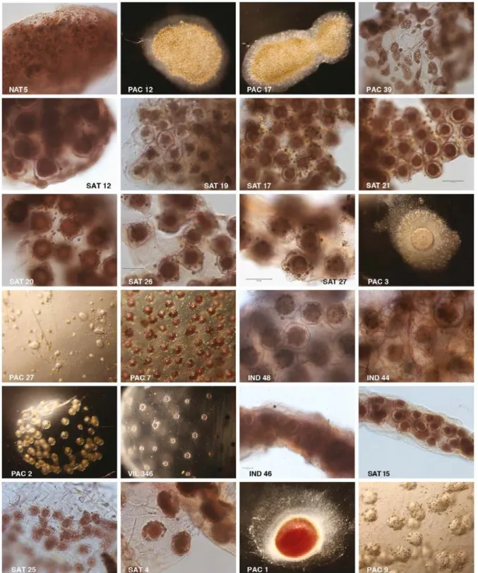 Figure S1. Light micrographs of collodarian specimens (species names, clade affiliation and  sequence availability are shown in Supplementary Material Table S1)