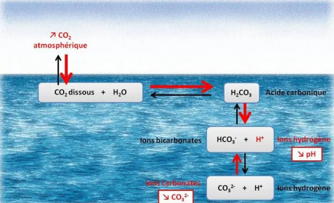 Figure 6. Schéma du processus d’acidification des océans. 