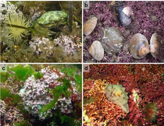 Figure 11. Photographies de différents bancs de maërl de l’Atlantique Nord. (a) Lithophyllum  incrustans  (rose  pâle)  et  Phymatolithon  calcareum  (rose/rouge),  Irlande