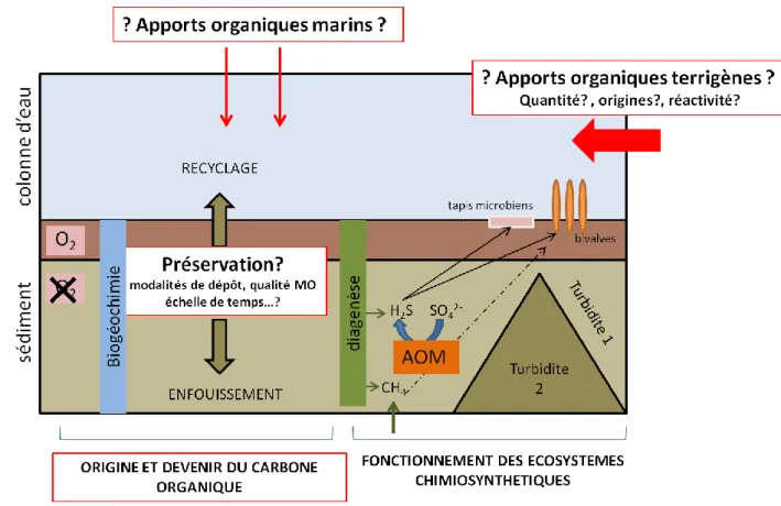 Figure  1-1.  Représentation  schématique  simplifiée  des  objectifs  du  projet  Congolobe  en  relation avec les objectifs de la thèse (encadrés en rouge)