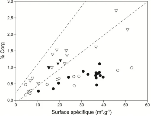 Figure  2-4.  Relations  entre  le  %  C org   et  la  surface  d’adsorption  spécifique  de  différentes  classes  de  taille  de  particules  prélevées  dans  le  fleuve  (triangle)  et  le  delta  (rond)  de  l’Amazone