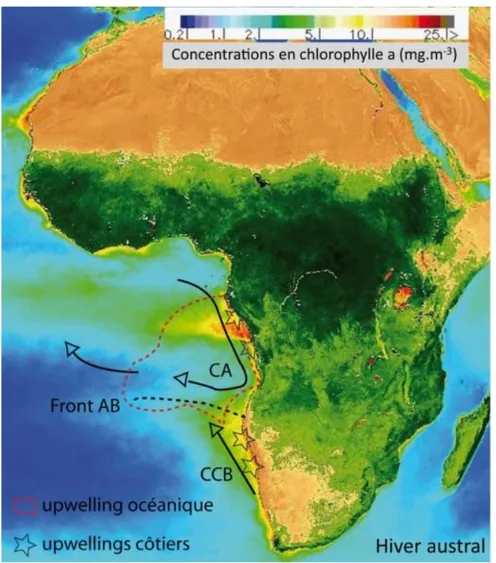 Figure  3-6.  Carte  de  l’Afrique  et  du  bassin  de  l’Angola  montrant  (1)  certains  courants  de  surface,  (2)  les  zones  d’upwellings  (d’après  Schefuss  et  al.,  2004)  et  (3)  l’étendue  du  panache  chlorophyllien  du  fleuve  Congo  et  l