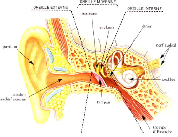 Figure 2. Du nerf auditif au cortex : des traitements complexes