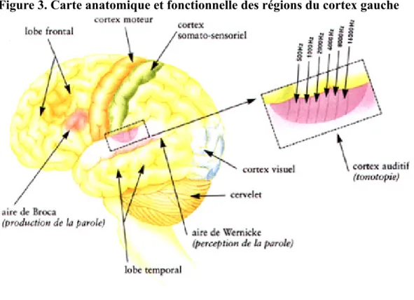Figure 3. Carte anatomique et fonctionnelle des régions du cortex gauche