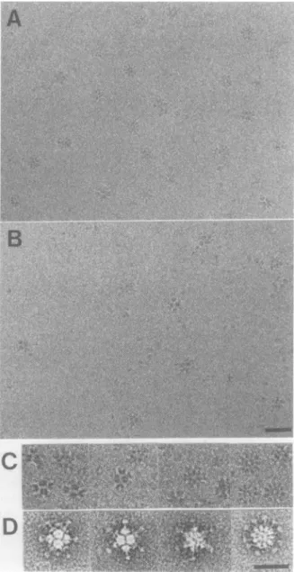 Fig. 1. Electron micrographs of frozen-hydrated Ad3 dodecahedra without (A) and with (B) fibre