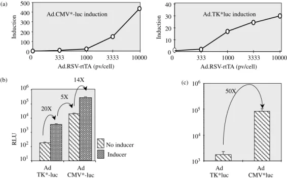 Figure 2. Comparison of TK* and CMV* promoters. (a) PC12 cells were infected with either Ad.TK*-luc or Ad.CMV*-luc at 1000 vp/cell and co-infected with different amounts of Ad.RSV-rtTA as indicated