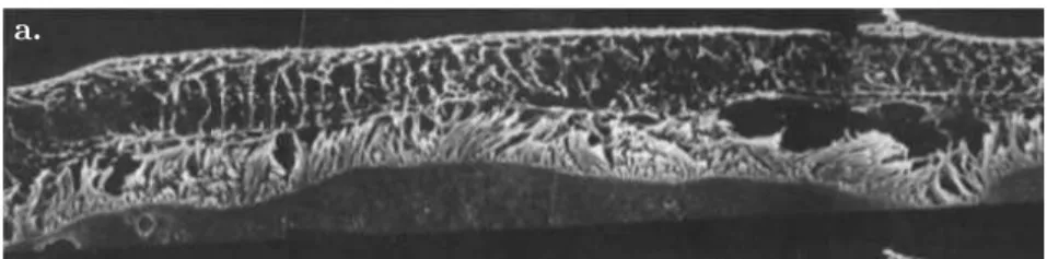Figure 2.2 – Section of cultured rabbit tracheal epithelium examined by scanning electron microscopy, modified from [136].