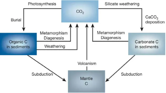 Figure 1.1 – A model of the long-term carbon cycle and the major processes that occur within it, from Berner et al