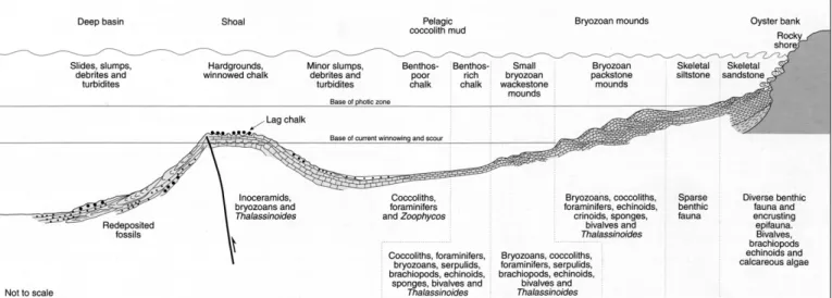 Figure A.1 : Modèle conceptuel de rampe carbonatée pour le Maastrichtien du Danemark, d'après Surlyk et al.