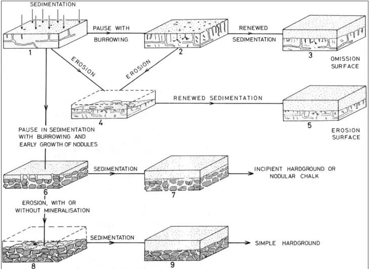 Figure A.3 : Genèse des différents types de discontinuités sédimentaires dans la Craie : surface d'omission, surface d'érosion, ébauche de hardground, hardground, d'après Kennedy et Juignet (1974).
