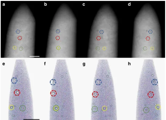 Fig. 1 HAADF-STEM and APT images acquired for a NiCoCr needle-shaped specimen at different rotation angles