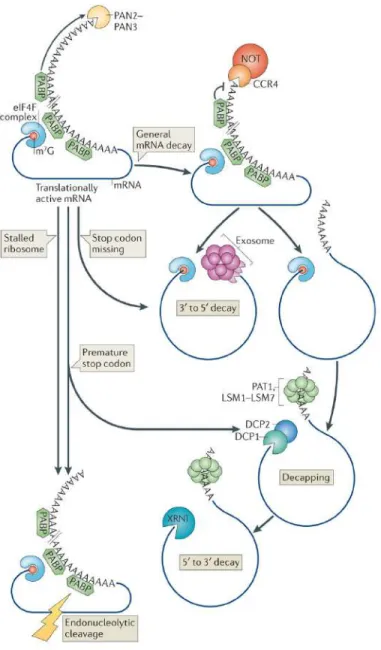 Figure 1 : Représentation schématique des mécanismes généraux de dégradation des transcrits chez la levure (Adapté de Norbury, 2013)