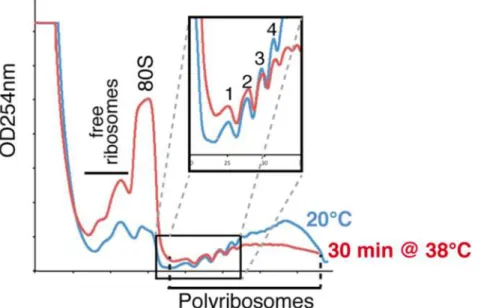 Figure 4. Exemple d’un profil polysomal de plantules d’Arabidopsis en condition normale de croissance (20°C) ou après 30 minutes à 38°C (issu de Merret et al., 2015)