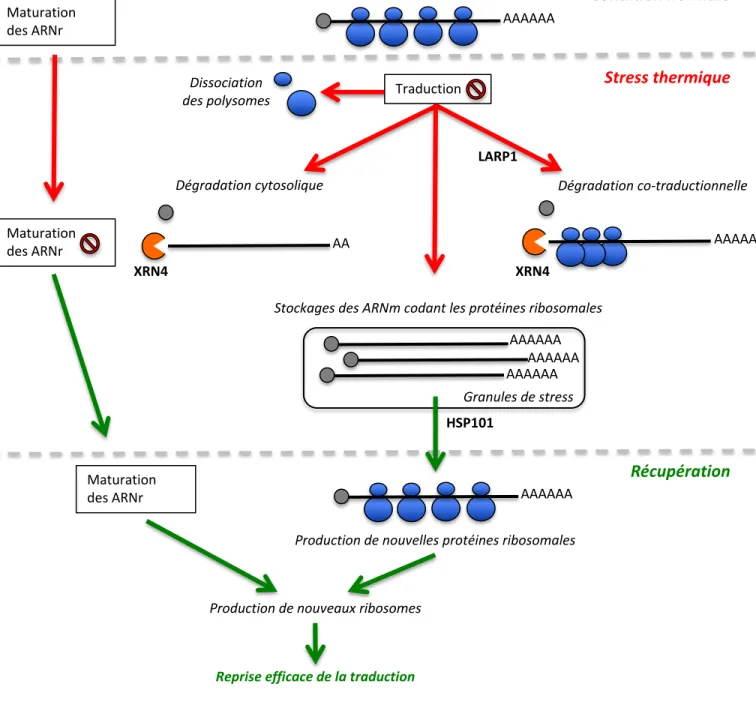 Figure 5 : Schéma récapitulatif des travaux présentés. Suite à une inhibition de traduction induite par le stress thermique et une dissociation des polysomes, des voies de dégradation cytosolique et  co-traductionnelle se mettent en place catalysée par l’e