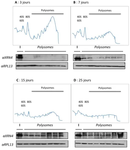 Figure 6 : Analyse de l’accumulation d’XRN4 au niveau des polysomes au cours de développement de la plantule