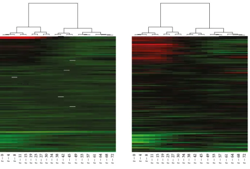 Figure 2.5 – Représentation des profils d’expression temporels sous forme de heatmap. Extrait de l’ar- l’ar-ticle [28] repris dans [29].