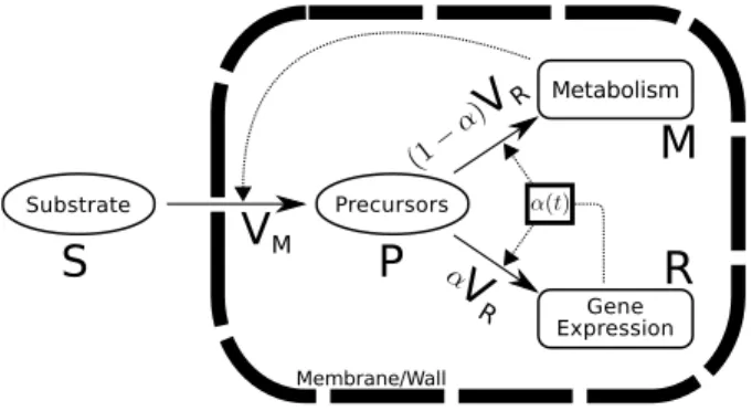 Fig. 1. Self-replicator model. S, P, M, and R refer to substrate, precursors, metabolic machinery and gene expression machinery, respectively