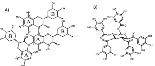 Figure  1-11 :  Structure  des  tannins.  A)  exemple  d’un  tannin  condensé,  B)  exemple  d’un tannin hydrolysable, ici un gallotannin