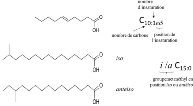 Figure  1-14 :  Exemple  de  structure  d’acides  gras  et  signification  de  leur  écriture  symbolique 