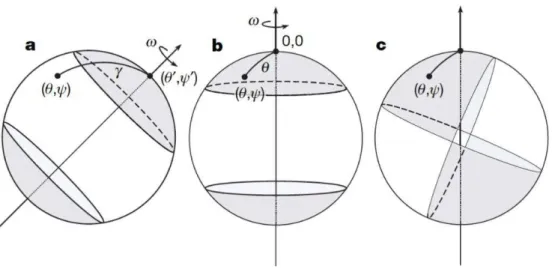 Figure 16 : Effet du basculement de la Terre solide par rapport à son axe de rotation sur  le niveau marin (Perron et al., 2007) 