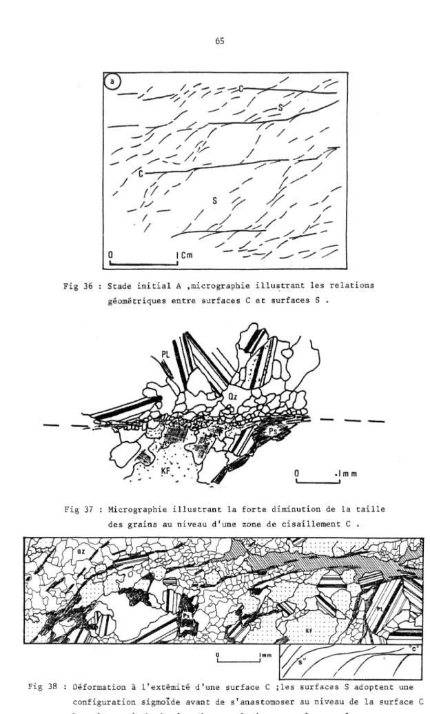 Fig  36  :   Stade  initial A  »micrographie.illustrant  les  relations  géométriques, entre  surfaces  C  et  surfaces  S  .