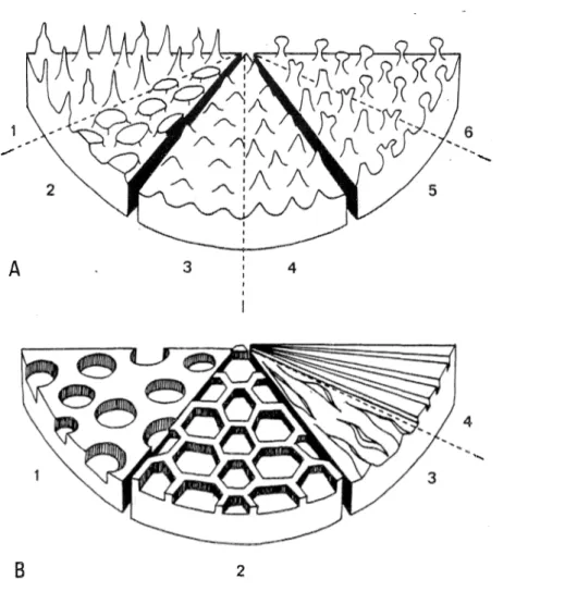 Fig.  11  ;   représentation schématique des  sculptures.  A  .   1  :  éléments biformes  ; 2  :  verrues  ;  3  :   grains  ;  4  ;  cônes  ;  5  :   bacules  ;  6   :  massues