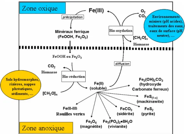 Figure  I.2.  Modèle  du  cycle  rédox  biogéochimique  du  fer  dans  les  sols.  Figure  modifiée  d‘après Ona-Nguema (2003)
