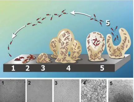 Figure 12 : Schéma et photos d’un biofilm bactérien de P. aeruginosa. D’après Dirk and Davies, 2005 