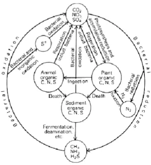 Figure 16 : Implications des bactéries sur les cycles des espèces redox principales (O, N, C, S)