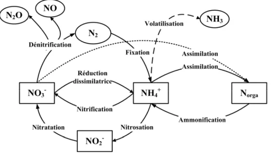 Figure 19 : Cycle simplifié de l’azote. En ovale les formes gazeuses, dans les carrés les formes  dissoutes ou solide (N orga )