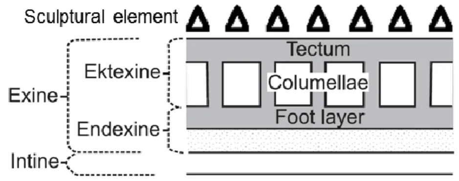 Fig.  11.  Details  of  angiosperm  pollen  wall  structure  as  defined  by  Faegri  (1956)  (after  Heusser, 2005)