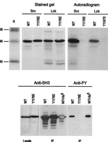 FIG. 6. Identification of a phosphorylation site in ␣II-spectrin, lo- lo-cated near the SH3 domain