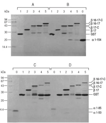 Figure 4 Analysis of spectrin peptides involved in the tetramerization site by non-denaturing electrophoresis