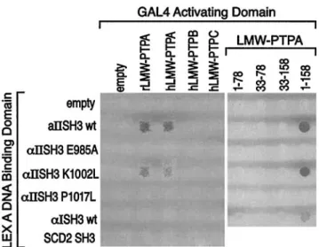 FIG. 2. Analysis of SH3 domains/LMW-PTP interactions using yeast mating. AMR70 yeast cells transformed with different  pLexA-SH3 plasmids were mated with L40 yeast cells transformed with pGAD plasmids containing different sequences of rat and human LMW-PTP