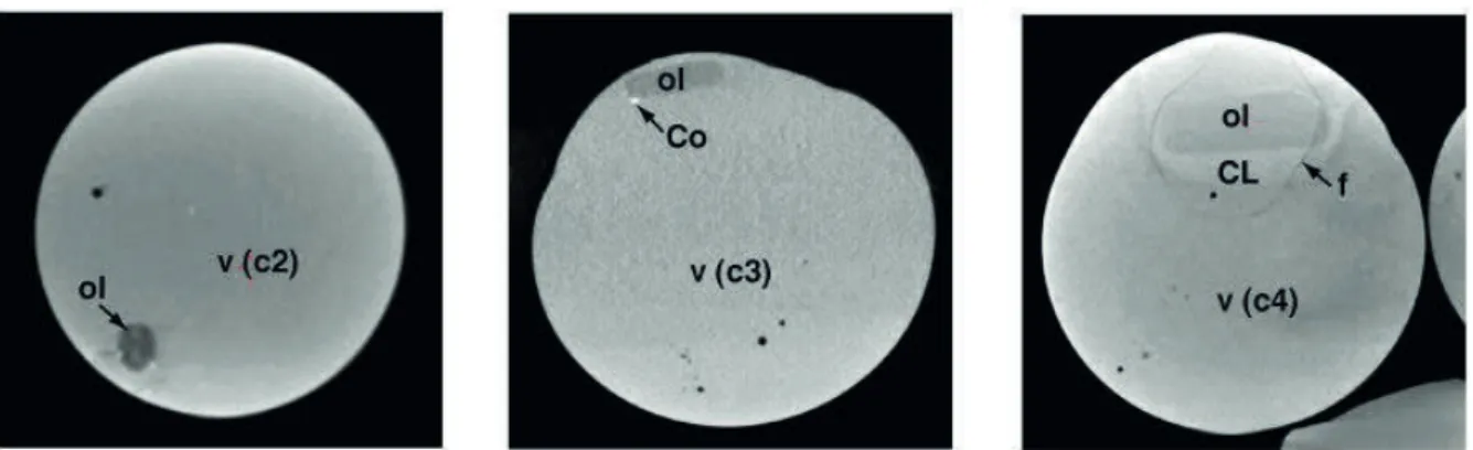 Figure  3-8  :  Coupes  tomographiques  de  charges  expérimentales  montrant  l’olivine  partiellement  résorbée  dans  3  verres  différents  (c2,  c3,  c4)