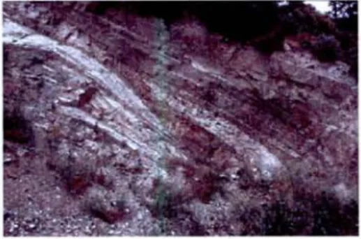 Fig. 1.6C- Xenolite metasedimentario in gneiss occhiadino (Palizzi, Aspromonte)