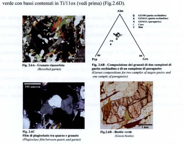 Fig. 2.6A - Granato riassorbito (Resorbed gamet)