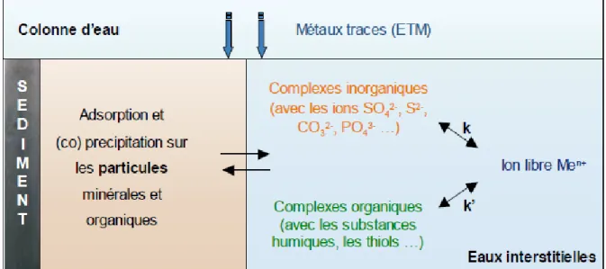 Figure I.10 Spéciation des éléments traces métalliques dans les particules sédimentaires et les eaux interstitielles (k  et k’ représentent les constantes d’équilibre entre les formes libre et complexée d’un élément) (Charriau, 2009)