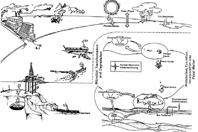 Figure I.12 Schéma récapitulatif des cycles biogéochimiques des HAP dans l’environnement (McElroy et Sisson,  1989)