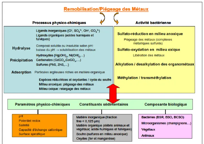 Figure I.17 Principaux paramètres et processus intervenant dans le cycle biogéochimique des métaux (Benoit, 2005)