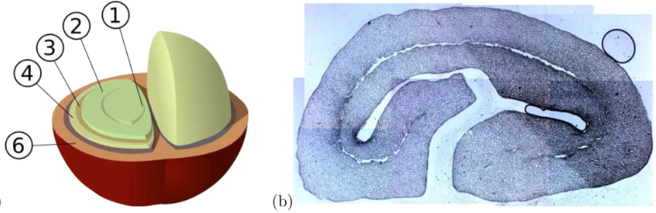 Fig. 3.3 – Le caf´e : (a) architecture de la cerise (b) structure interne d’un grain par microscopie optique.