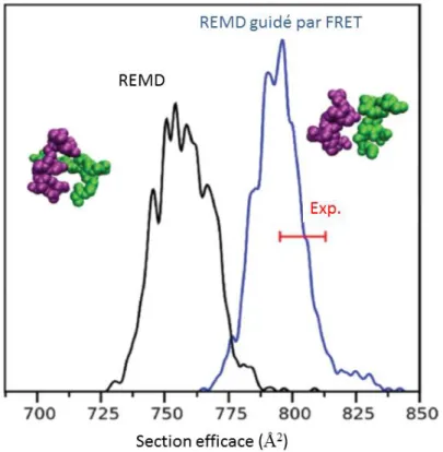 Figure  IV-3 :  Distributions  de  sections  efficaces  obtenues  par  simulations  REMD  pour  le  dimère  du  peptide  -amyloïde  avec  et  sans  biais  incluant  l’efficacité  de  FRET  expérimentale