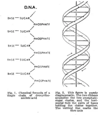 Figure 1.3 – Structure en double hélice de l’ADN. Cette figure est tirée de l’article publié en 1953 par Crick et Watson (Watson and Crick, 1953).
