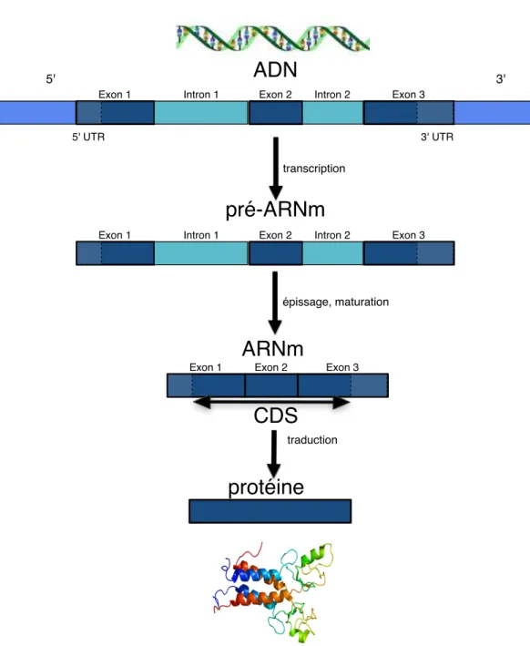 Figure 2.1 – Dogme central de la biologie moléculaire. Représentation sché- sché-matique de la transformation de l’ADN, en protéine.