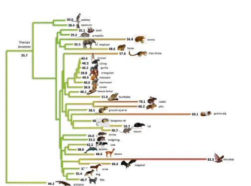 Figure 2.7 – Evolution du taux de GC3 du gène KIDINS220 chez les mammifères. La couleur des branches repésente le taux de GC3 ancestral estimé dans ces branches