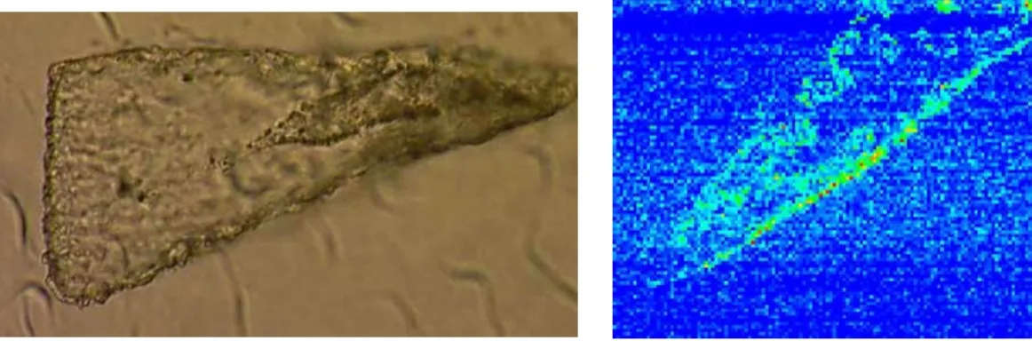 Figure 1.6 – Echantillon LC01B2 (expérience ODCE) : (a) Photo de l’échantillon prise au microscope optique (b) Carte de l’intensité de la bande de fluorescence K α du fer sur laquelle on reconnait la trace d’entrée.