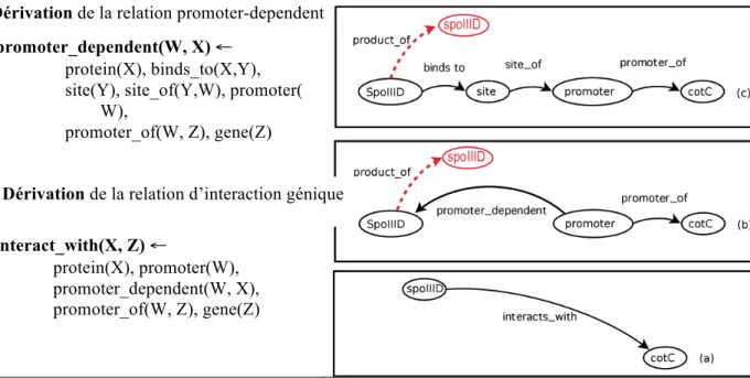 Figure 8. Dérivation d’une relation d’interaction à partir de la liaison de la protéine sur le site  promoteur du gène